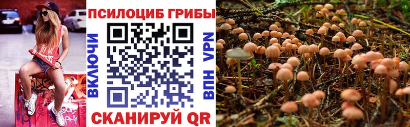 площадка состав  закладки  Истра  Псилоцибиновые грибы прущие грибы 